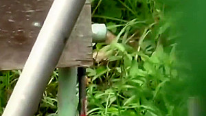 Watched Asian Pee On Site